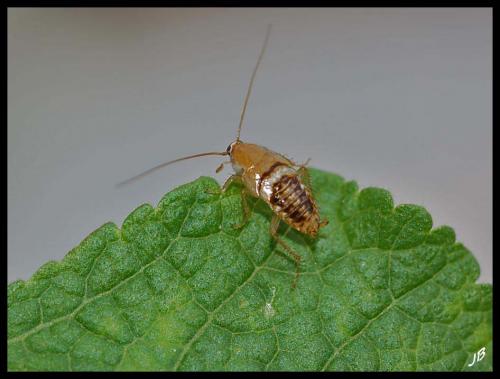Planuncus vinzi